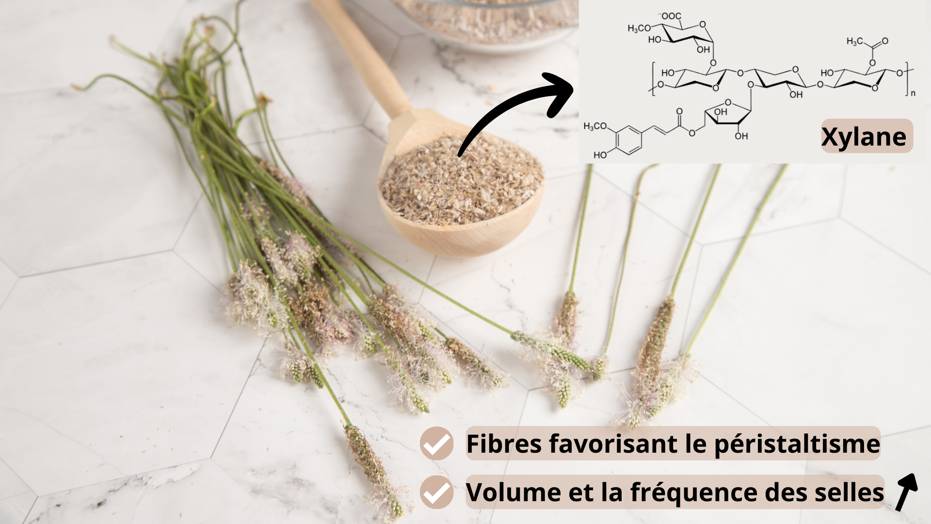 Bienfaits des fibres insolubles du psyllium bio sur le transit intestinal